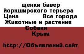 щенки бивер йоркширского терьера › Цена ­ 8 000 - Все города Животные и растения » Собаки   . Крым